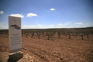 Finca Antigua viñedo