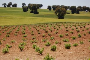 Vin¦âedo y dehesa (FILEminimizer)