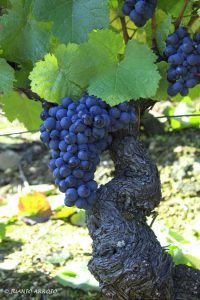 CARRASQUIN NEGRO-01-B 2 (FILEminimizer)