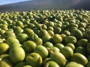 almazara-oliduero_2 (FILEminimizer)