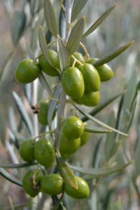 dsc_0678 (FILEminimizer)