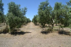 castillo-de-canena-y-canela-en-rama-035-fileminimizer