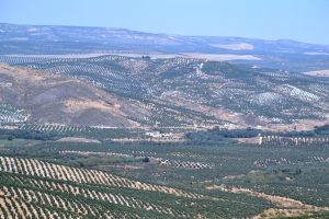 castillo-de-canena-y-canela-en-rama-042-fileminimizer