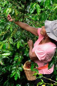 DSC_1062 (FILEminimizer)