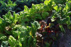 territorio-aranjuez-278-fileminimizer