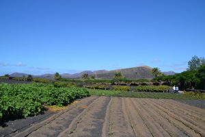 Finca de Uga e Isla de Lobos 095 (FILEminimizer)