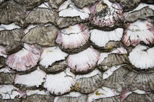 Cambados. San Tome. Detalle pared con conchas (FILEminimizer)