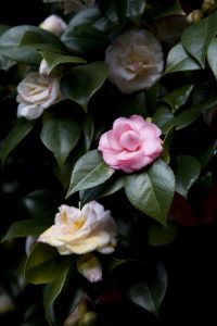Pazo Rubianes. camelias (6) (FILEminimizer)