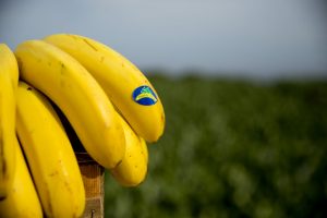 Plátano de Canarias