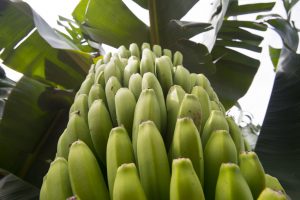 Espiga - Plátano de Canarias