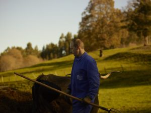 Alma Makro: Ángel Pérez y el buey Tudanco