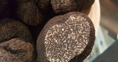 tuber melanosporum