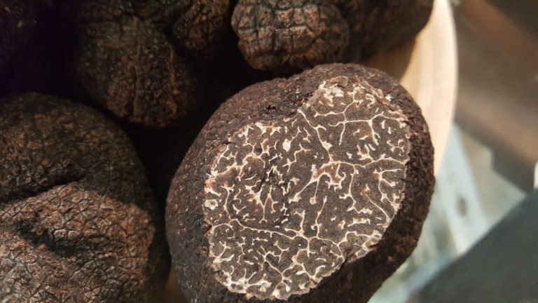 tuber melanosporum