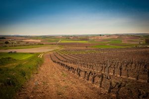 Ribera de Duero, destino para 2018