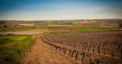 Ribera de Duero, destino para 2018