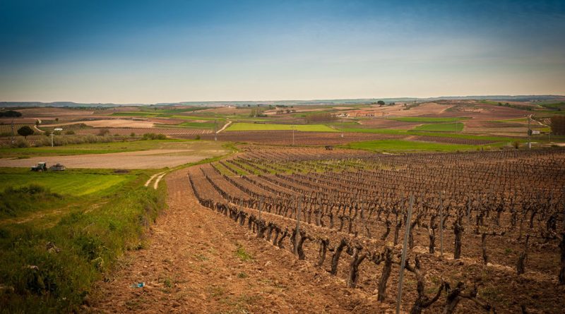 Ribera de Duero, destino para 2018