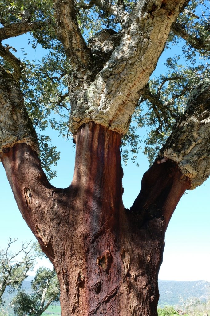Parque Natural de los Alcornocales (14) (FILEminimizer) - ORIGEN