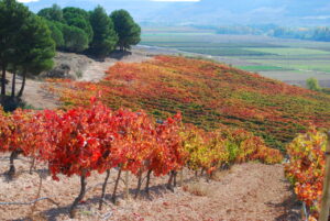 Ribera Duero 5
