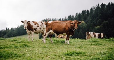 ORIGEN INTERNACIONAL: Suiza, sinónimo de queso ORIGEN INTERNACIONAL: Suiza, sinónimo de queso