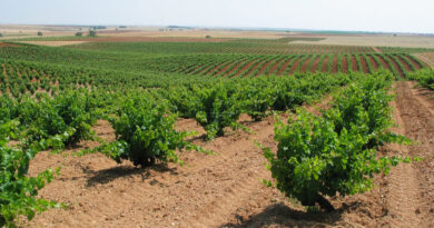 DO Tierra del Vino de Zamora DO Tierra del Vino de Zamora