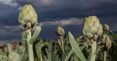 Alcachofa: La flor acorazada, prodigio de primavera Alcachofa: La flor acorazada, prodigio de primavera