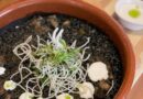 Madrid: “Arroz de mediodía» y sabor a verano en Killo