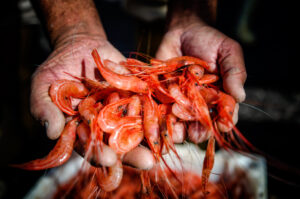 Agricultura Jeziel JPG 172 (FILEminimizer)