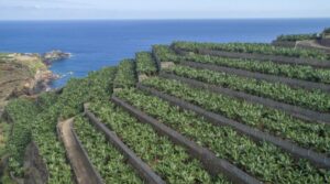 DJI 0330-2-FILEminimizer-800x445