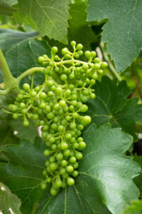 Racimo de puesta en cruz en periodo verde (FILEminimizer)