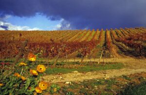 Ruta del Vino del Bierzo, Viñedos 2 (FILEminimizer)