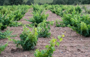Viña de mezcal, con Puesta y cruz y Bruñal. El Hato y el Garabato. Fermoselle (FILEminimizer)