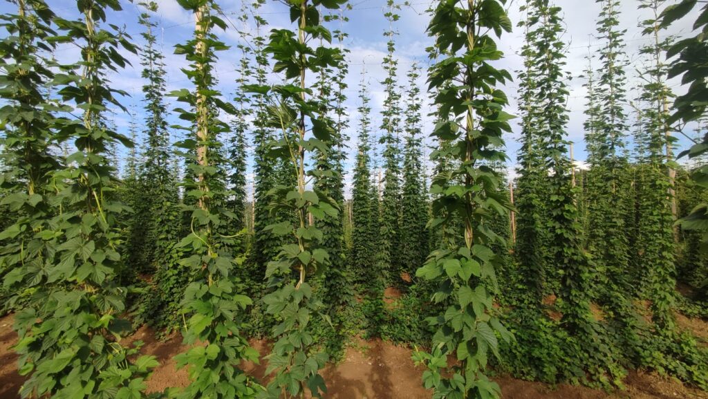Nuevos tutores biodegradables en plantación de lúpulo Cosecha de Galicia 2023