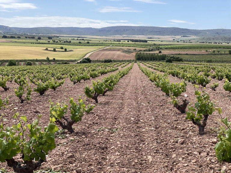 RUTA VINO ALMANSA. Viñedo y paisaje