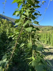 IMG 4371 (FILEminimizer)