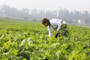 grelos 2 (FILEminimizer)