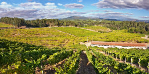 PANORAMICA FILLABOA (FILEminimizer)