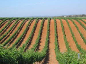 Vinedo 063 (FILEminimizer)