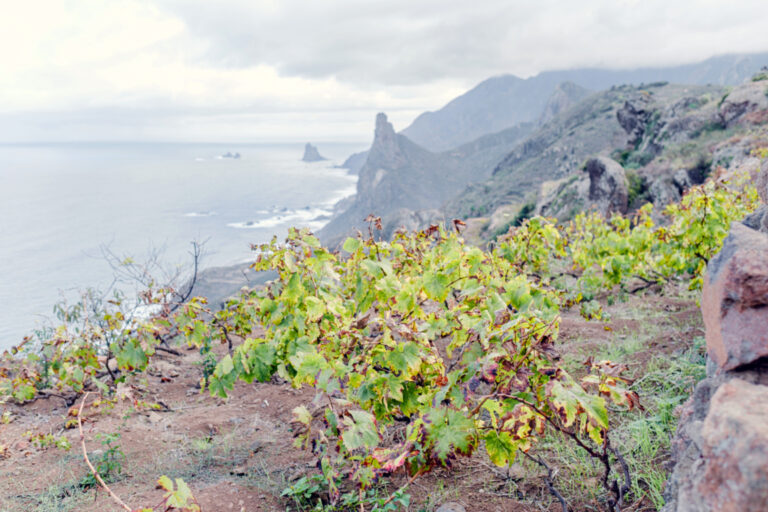 canarias vinedo