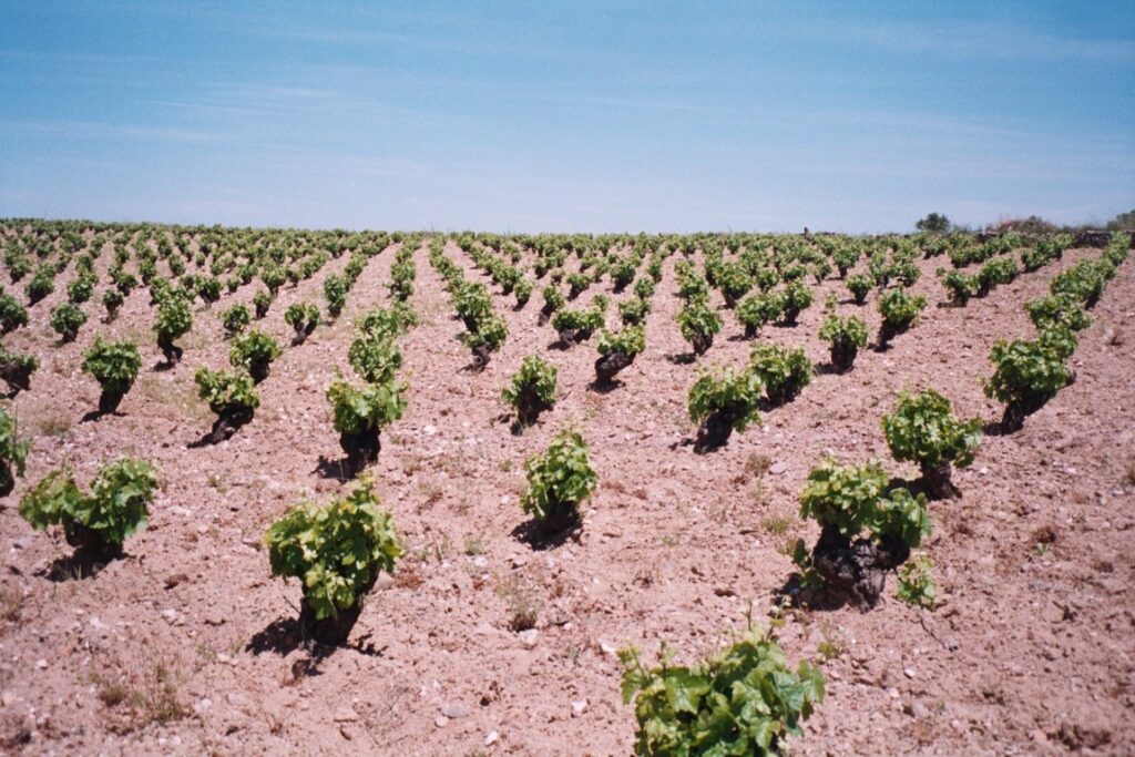 foto vinedo (FILEminimizer)