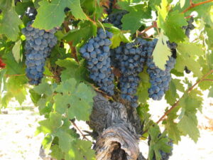 tierra vino (FILEminimizer)