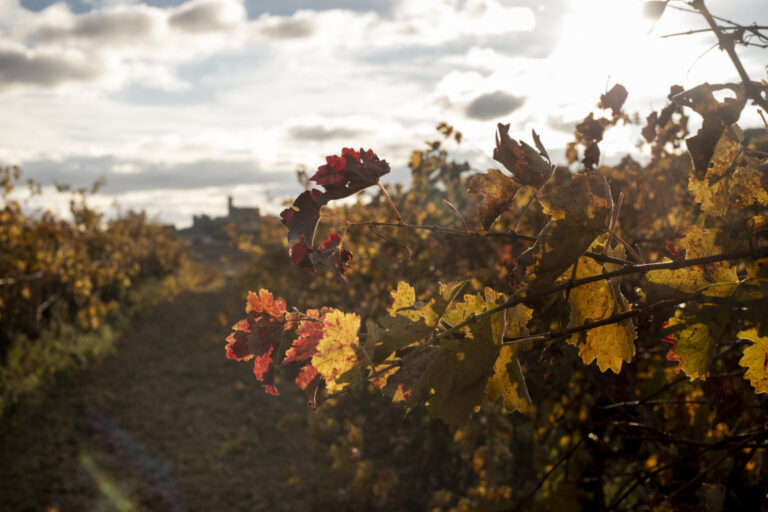 Bodega Reyno de Artajona. Vinedo (FILEminimizer)