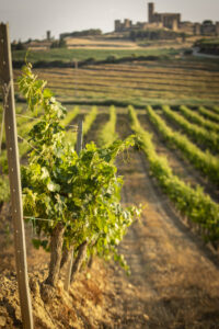 Bodega Reyno de Artajona. Vinedo y Artajona al fondo (FILEminimizer)