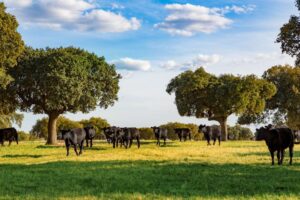 B2A5109 (FILEminimizer)