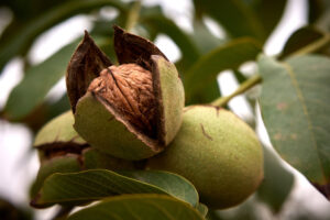 Nuez de Navarra3 (FILEminimizer)