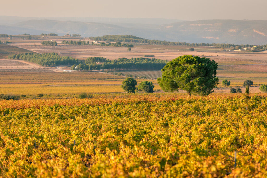 Vinedos Fontanars del Alforins2 (FILEminimizer)