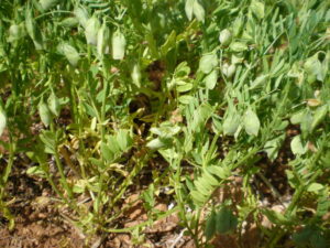 fotos vainas de lentejas junio09 040 (FILEminimizer)