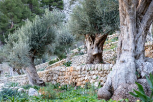 CAN SIVELLA. Olivos y bancales recuperados (FILEminimizer)