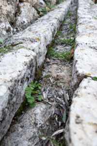 CENTRE CAPVESPRE. Visita olivar Finca ES MAS. detalle canales en muros de piedra (FILEminimizer)