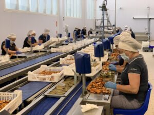 LB-Mejillones-Fabrica-Empacado (FILEminimizer)