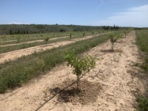 Plantación algarrobo 2